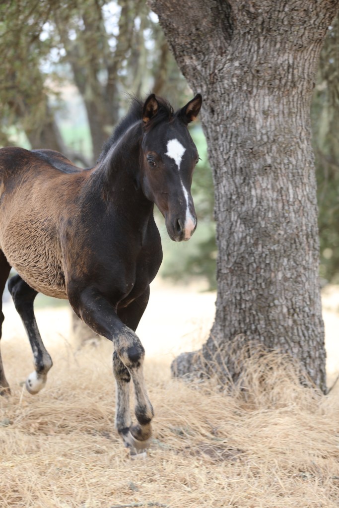 *SOLD* BEND THE&nbsp;RULEZ