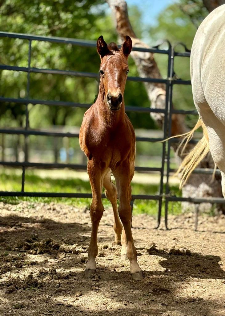 *SOLD* DANGEROUS WOMAN