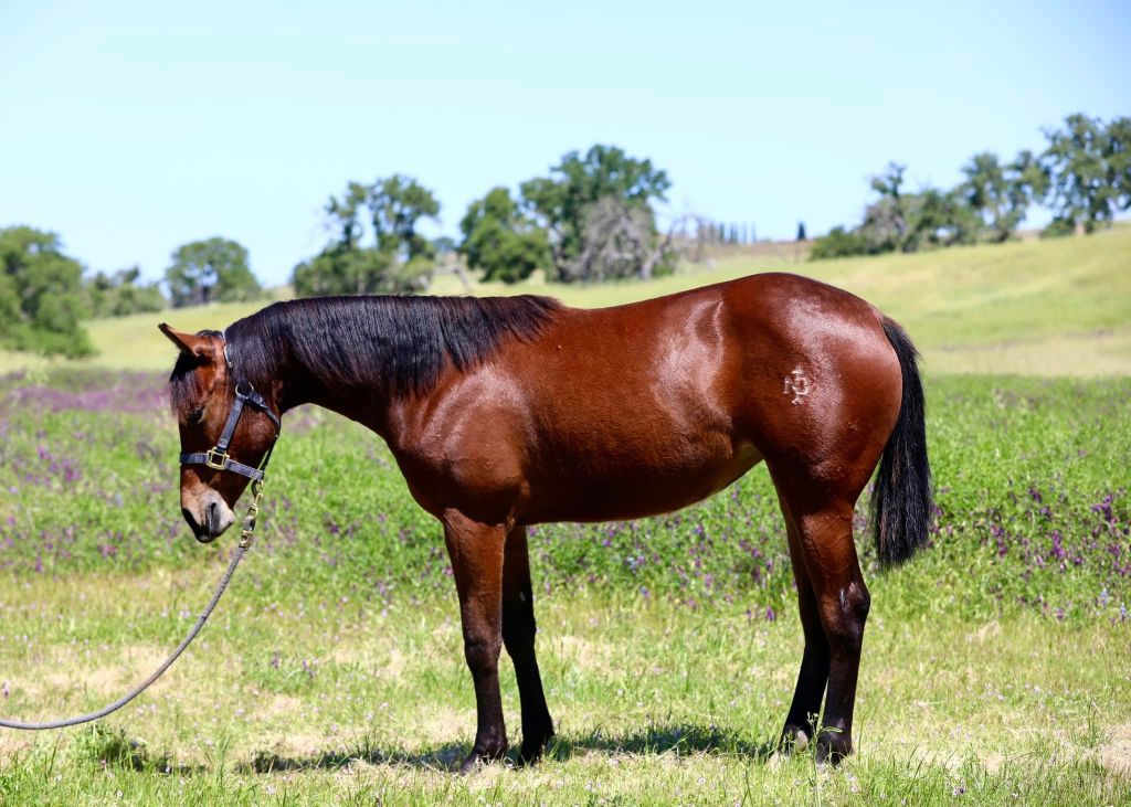 *SOLD* WHIZ UPON A&nbsp;BIGSTAR